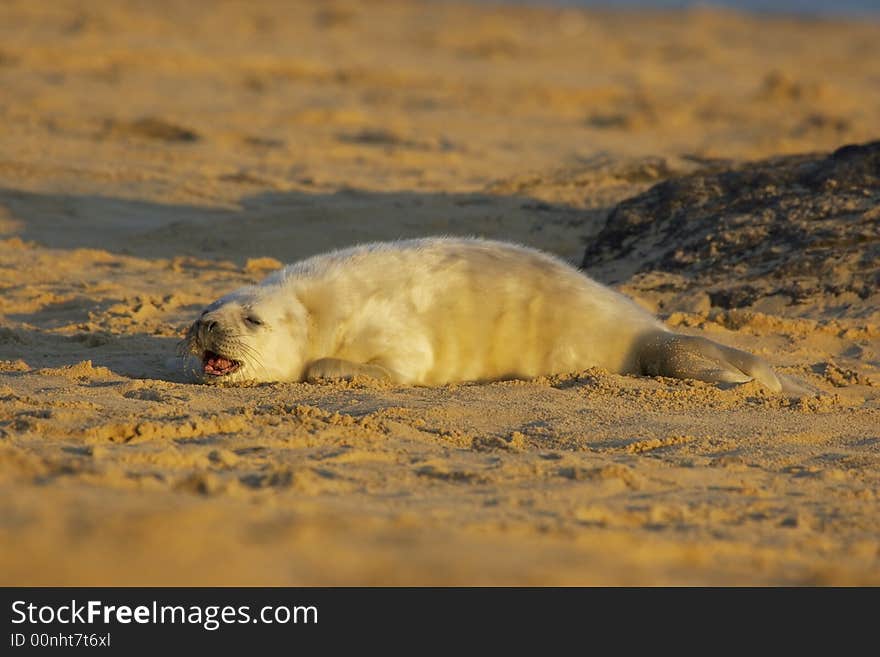 A grey seal pup cries out for it's mother. A grey seal pup cries out for it's mother