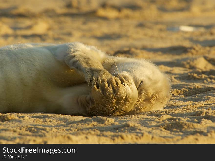 A grey seal pup covering it's nose with it's flippers. A grey seal pup covering it's nose with it's flippers