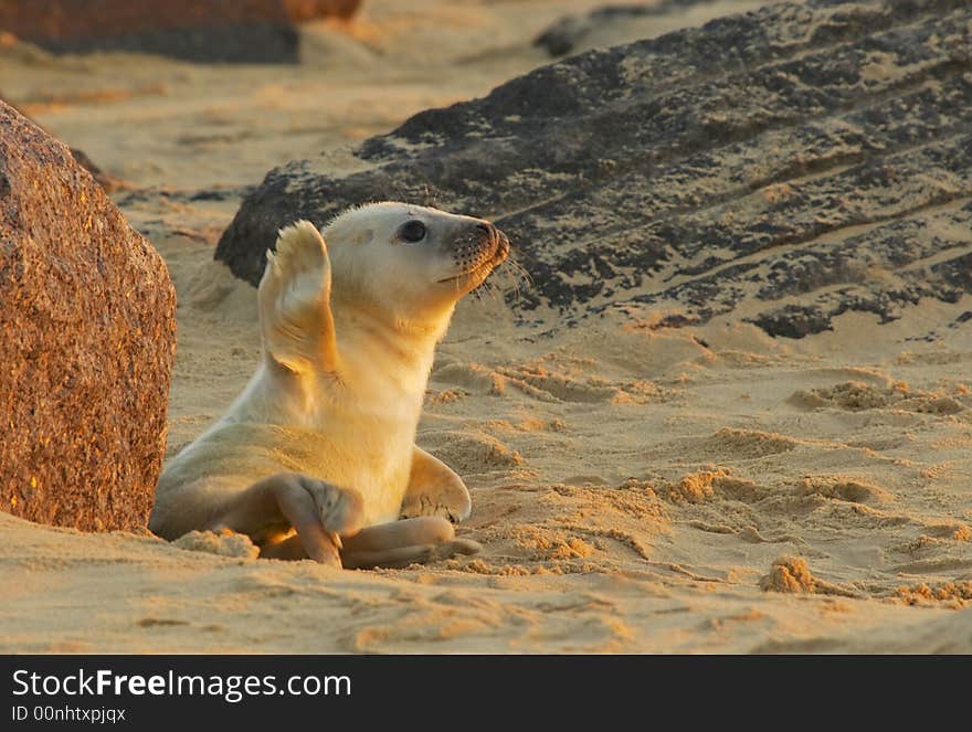 A grey seal pup waves for the camera