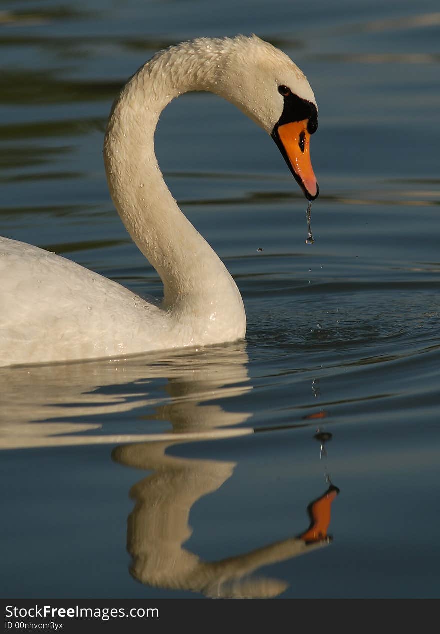 Mirror water white swan blue