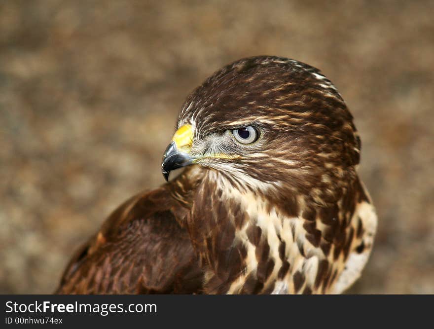 A gentle hawk is looking around. A gentle hawk is looking around