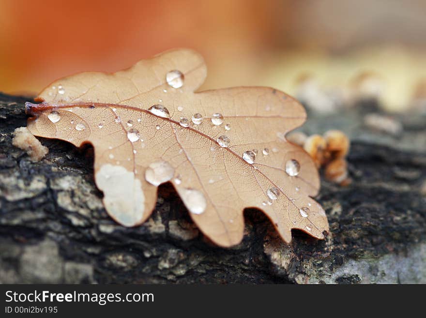 Morning Dew on an Autumn Leaf on a log