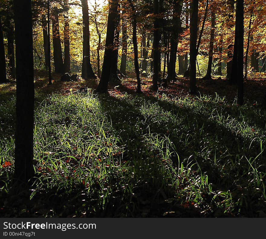 Autumn light