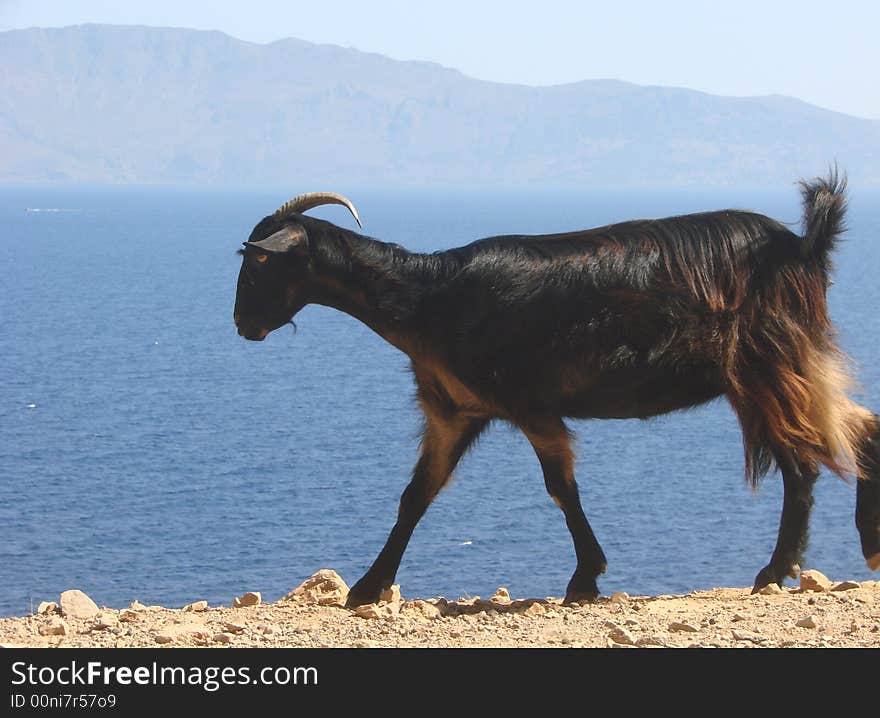 Goat walking on cliff in North-West Crete. Goat walking on cliff in North-West Crete