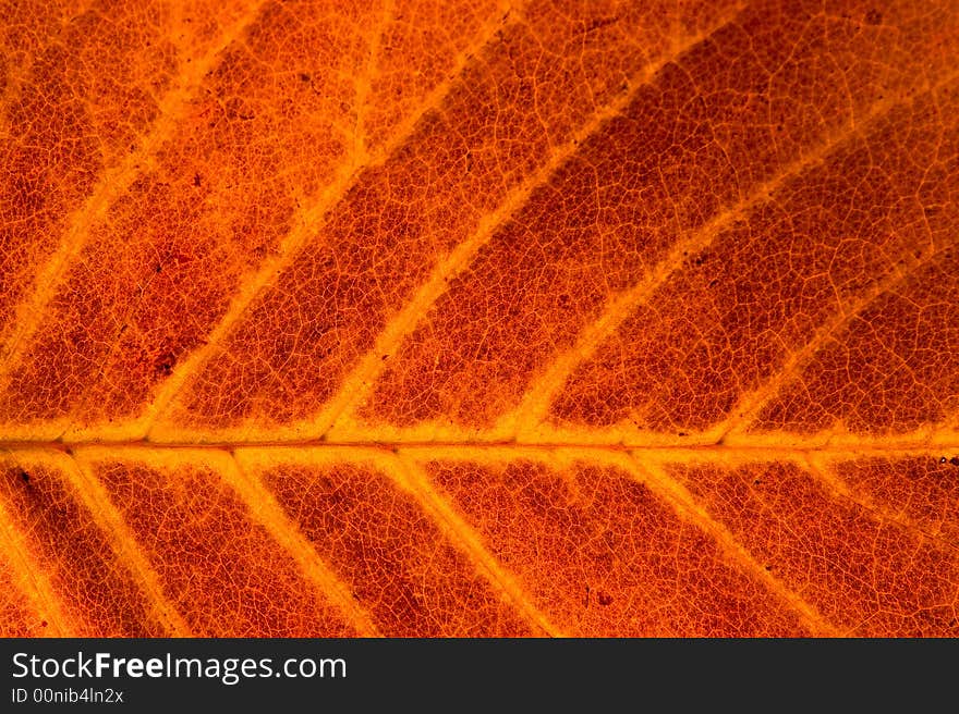 Macro of an autumn leaf showing its delicate texture. Macro of an autumn leaf showing its delicate texture