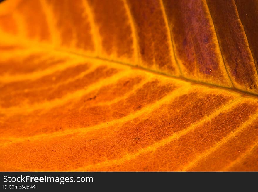 Macro of an autumn leaf showing its delicate texture. Macro of an autumn leaf showing its delicate texture