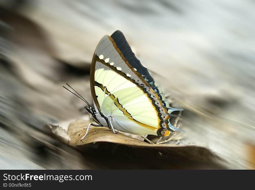 yellow butterfly beautiful wing on leaf. yellow butterfly beautiful wing on leaf