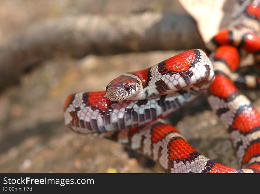 This brightly colored and beautiful picture of a red milksnake was taken in southern Illinois. This brightly colored and beautiful picture of a red milksnake was taken in southern Illinois.