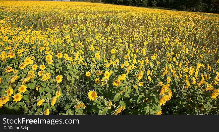 A Meadow Of Flowers