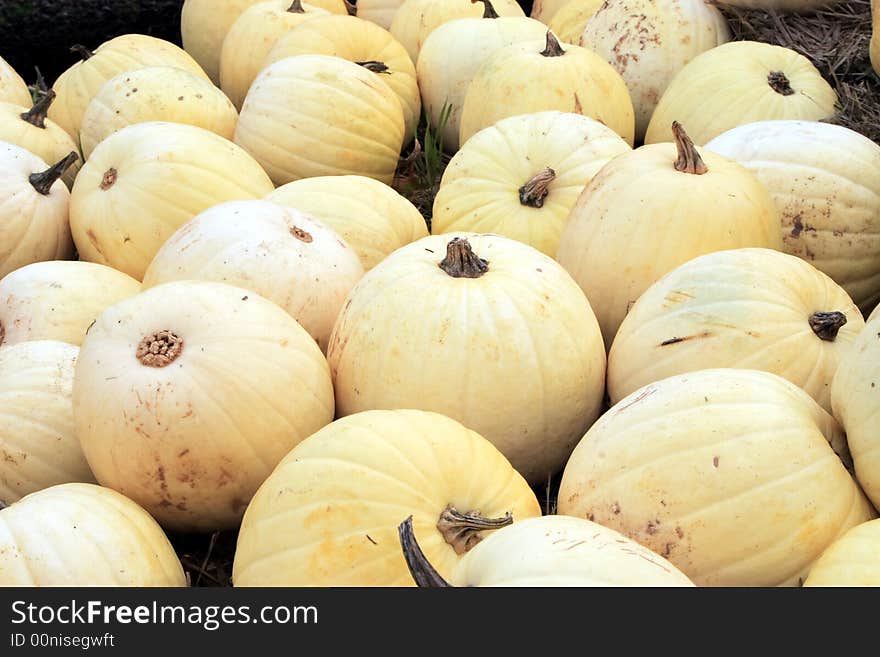 White Pumpkins at a road side farm stand