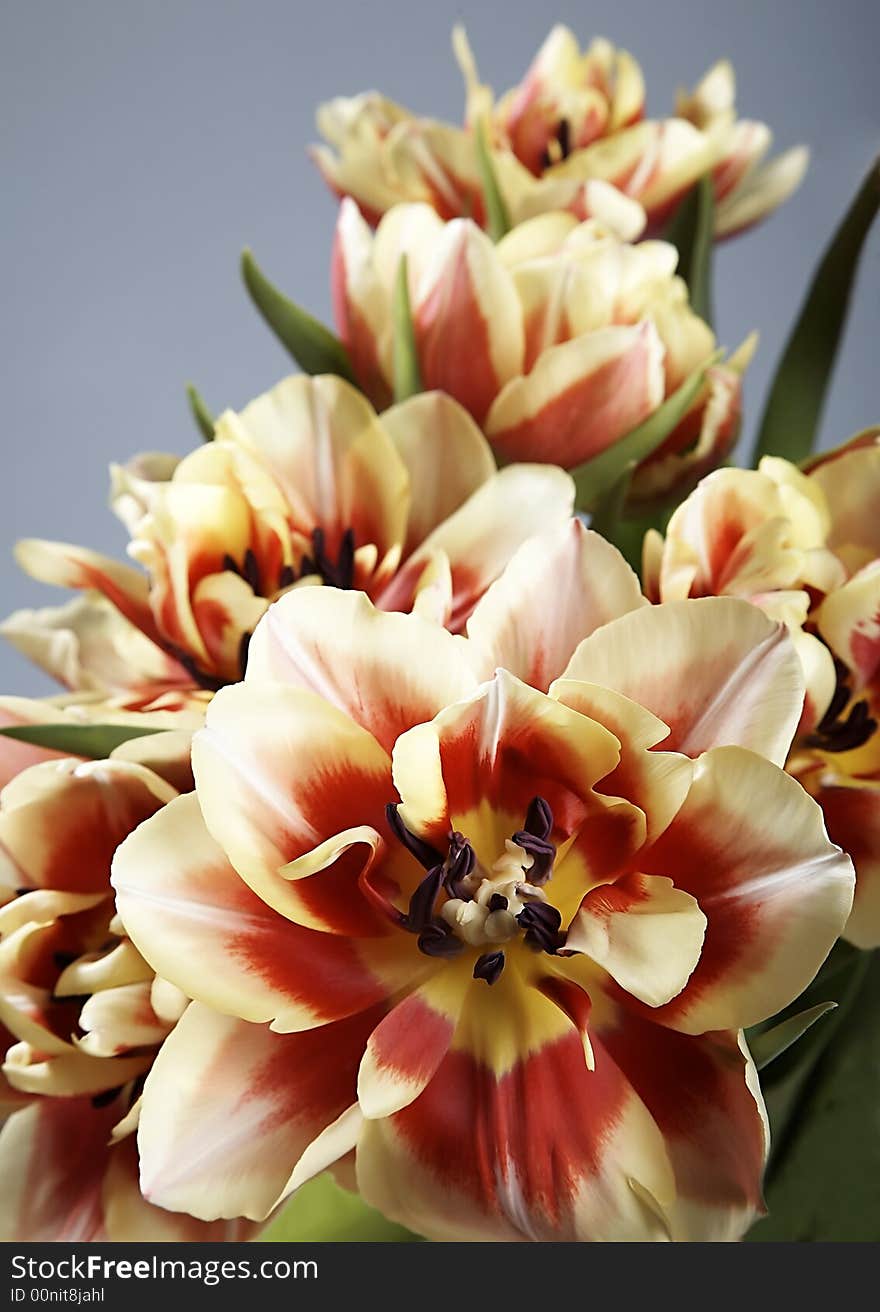 Red and yellow tulips on plain background