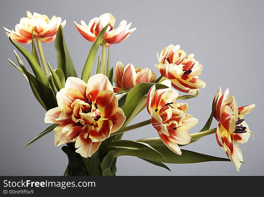 Red and yellow tulips on plain background