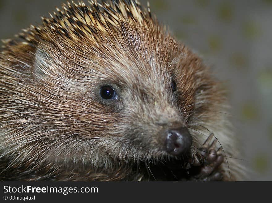 The young hedgehog