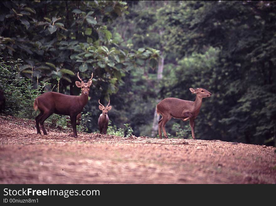 deers in nature rain forest