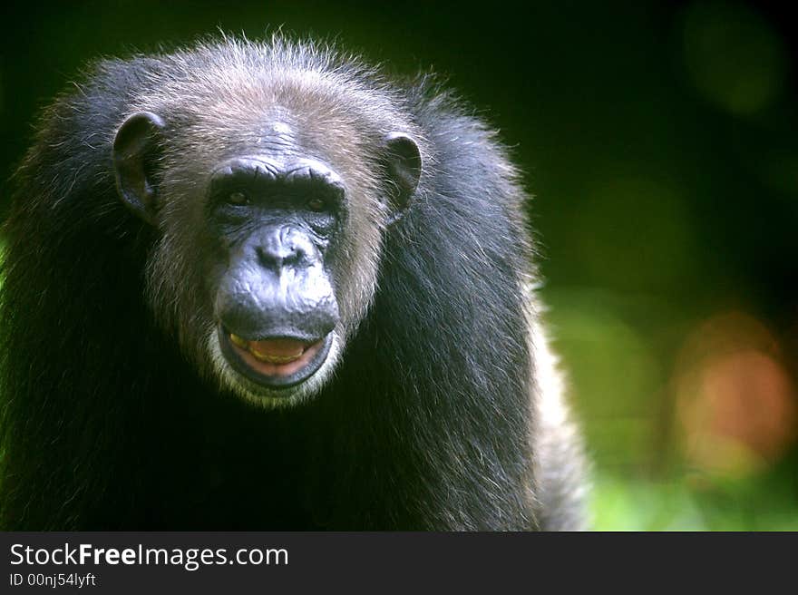 A family of chimpanzees found in the wild