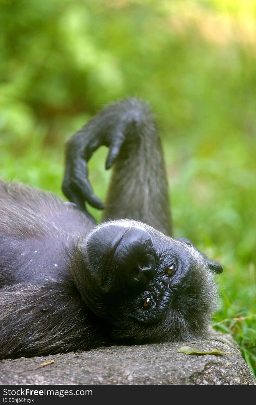 A family of chimpanzees found in the wild