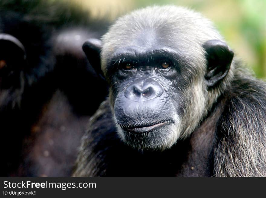 A family of chimpanzees found in the wild