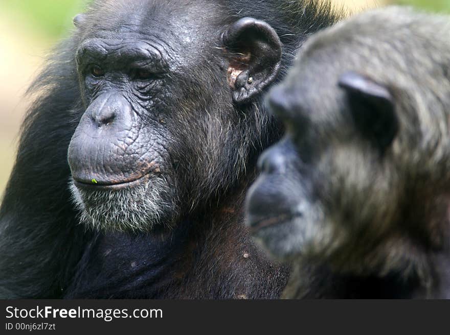 A family of chimpanzees found in the wild