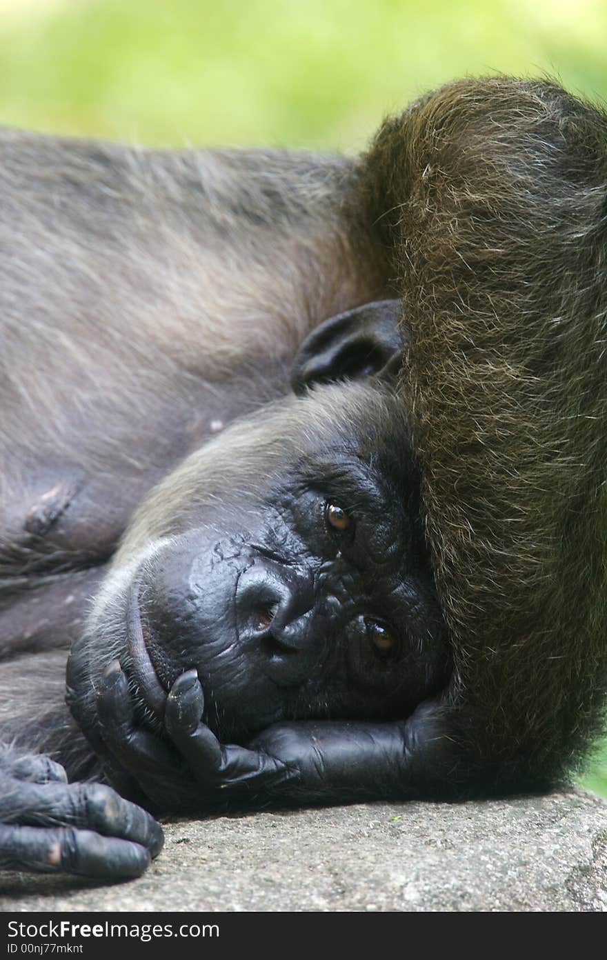 A family of chimpanzees found in the wild