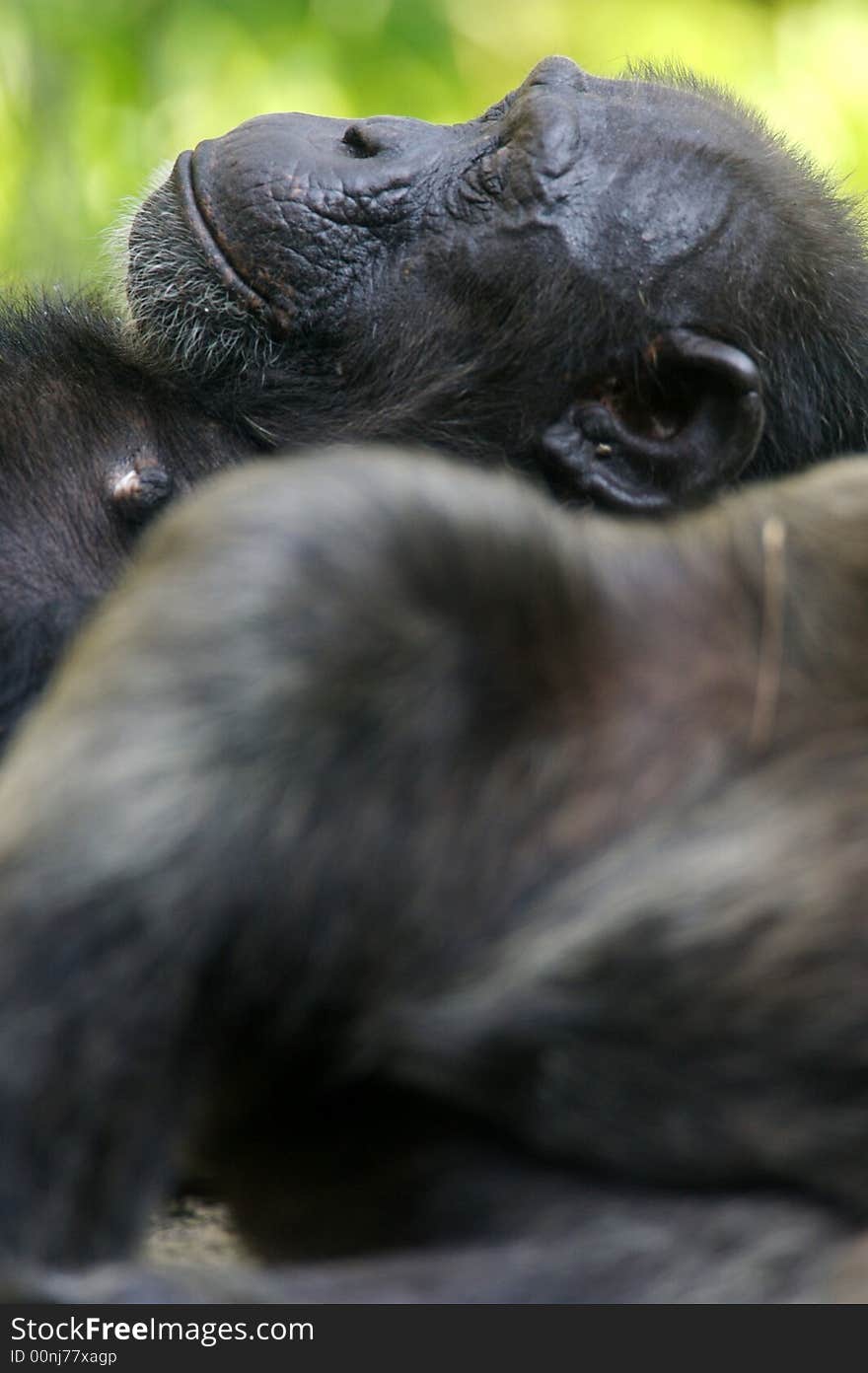 A family of chimpanzees found in the wild