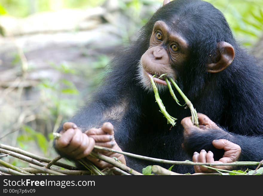 A family of chimpanzees found in the wild