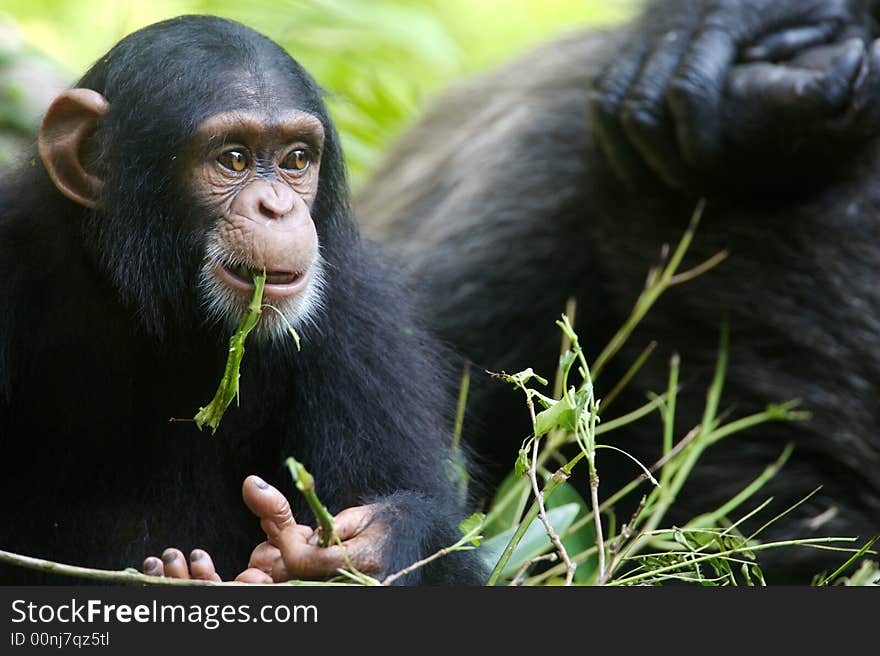 A family of chimpanzees found in the wild