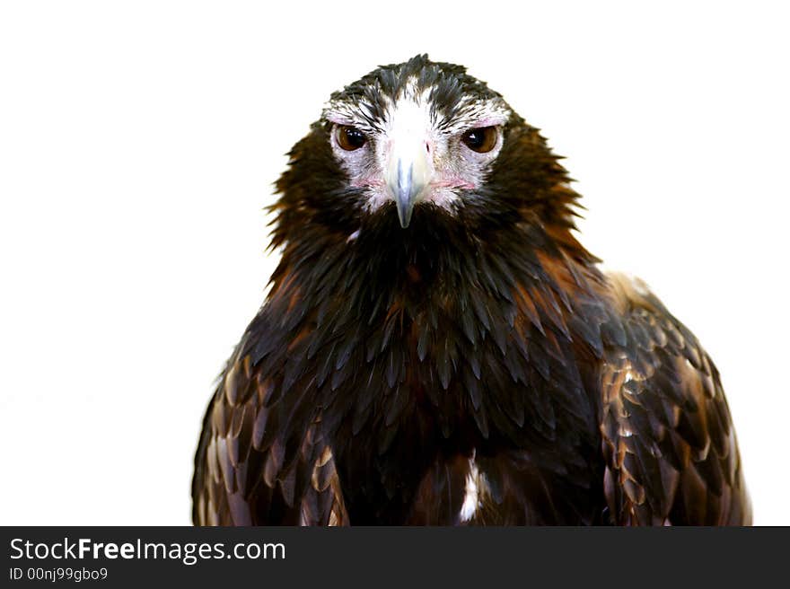 A Wedge Tailed Eagle set on a white background