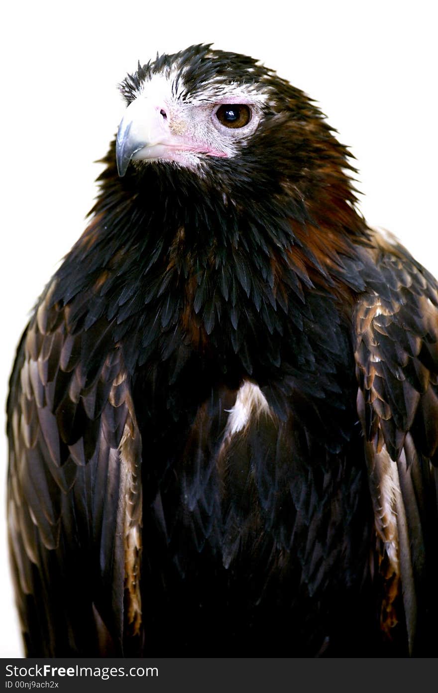 A Wedge Tailed Eagle set on a white background