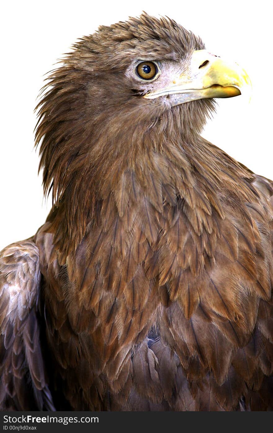 A White Tailed Sea Eagle set on a white background