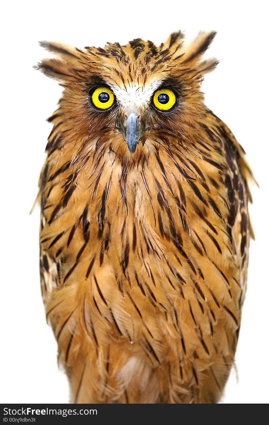 Malaysian Fish Owl