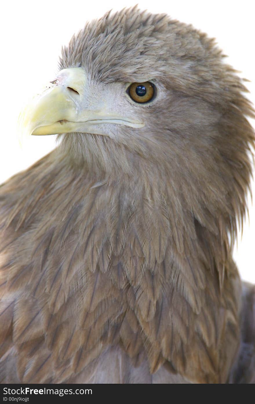 A White Tailed Sea Eagle set on a white background