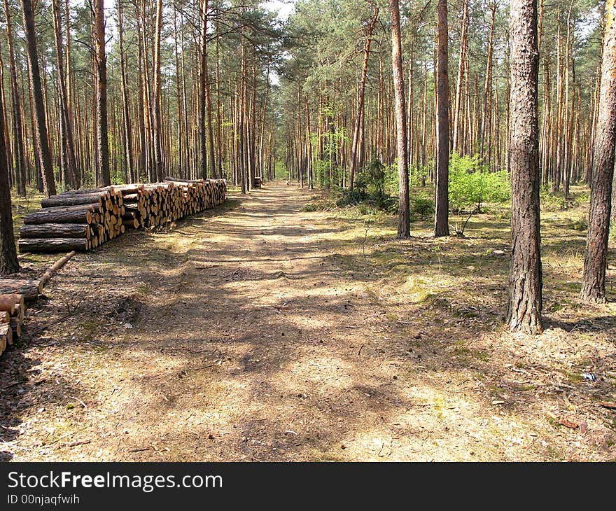 Autumn log trail with a yellow and orange floor.