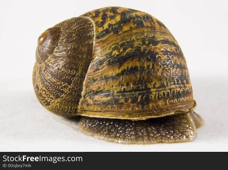 Closeup of a snail hiding in its shell, isolated on white background