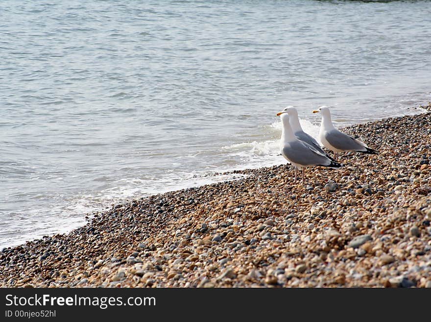 Seagulls