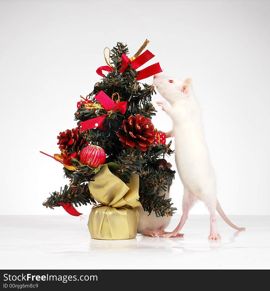 White rat on a white background