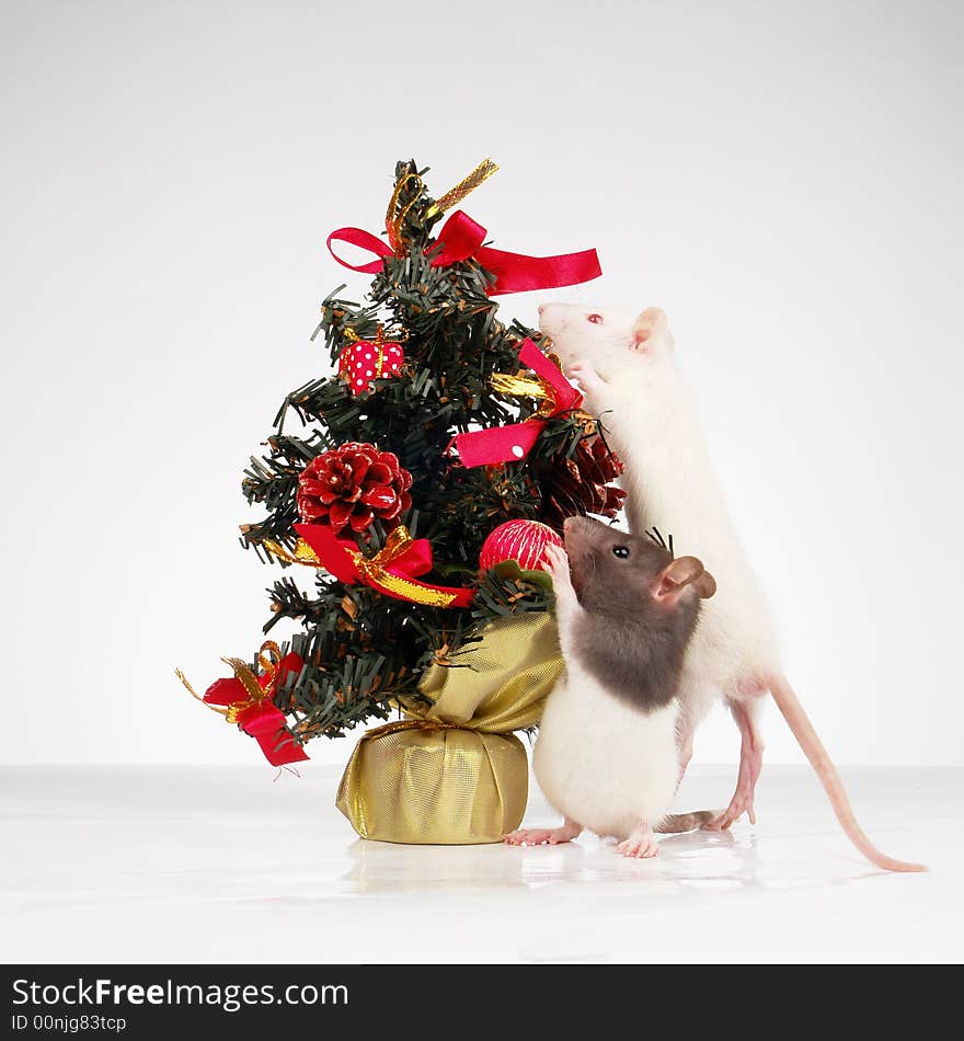 White rat on a white background