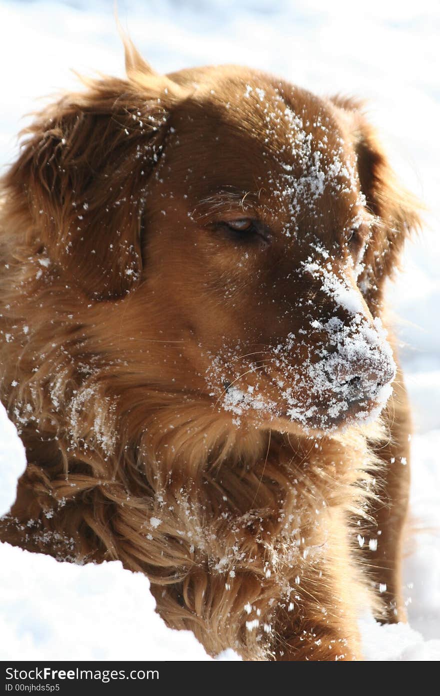 Golden Retriever playing in the snow. Golden Retriever playing in the snow.