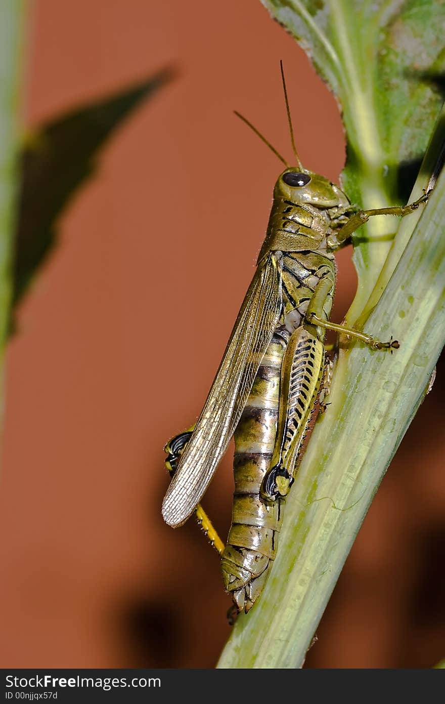 Grasshopper macro