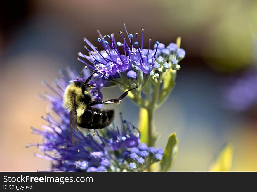 Close up of bee on purple flower with shallow dof. Close up of bee on purple flower with shallow dof