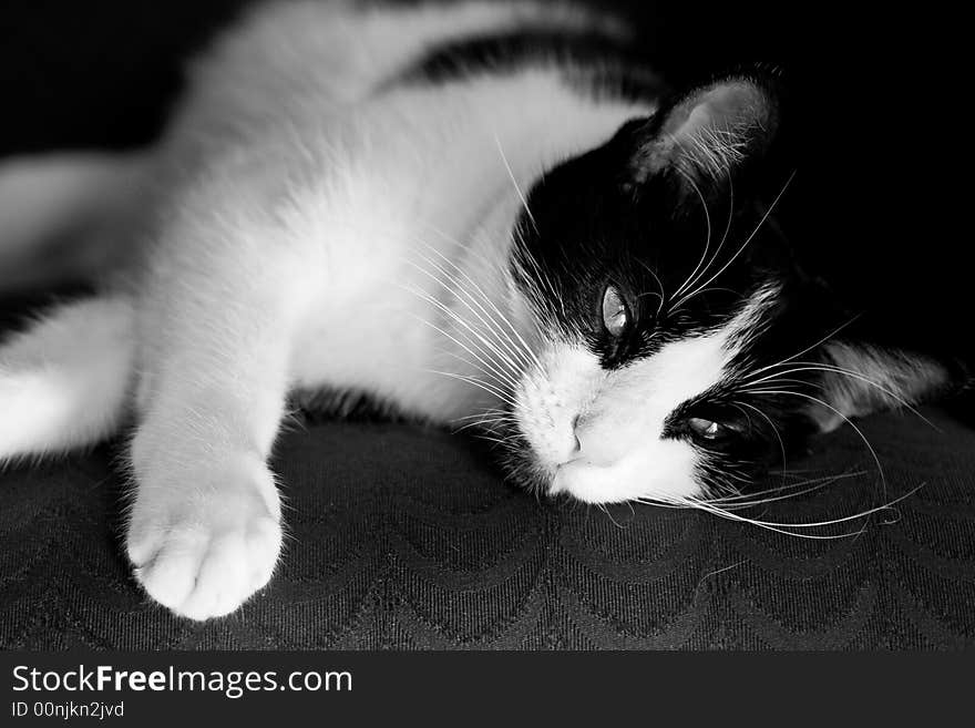 Dreamy photo of cat laying down - black and white. Dreamy photo of cat laying down - black and white