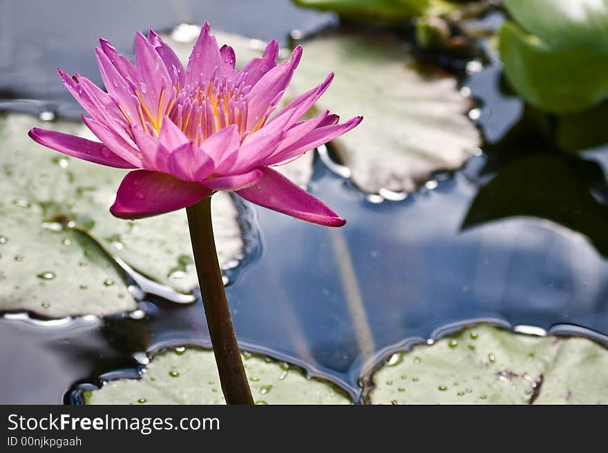 Close up of pink waterlily backlit. Close up of pink waterlily backlit