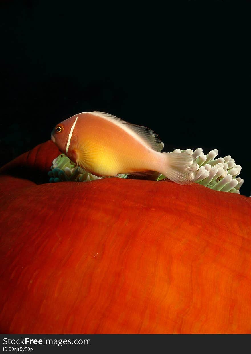 Skunk anemone fish darting through the tentacles of an orange sea anemone. Skunk anemone fish darting through the tentacles of an orange sea anemone.