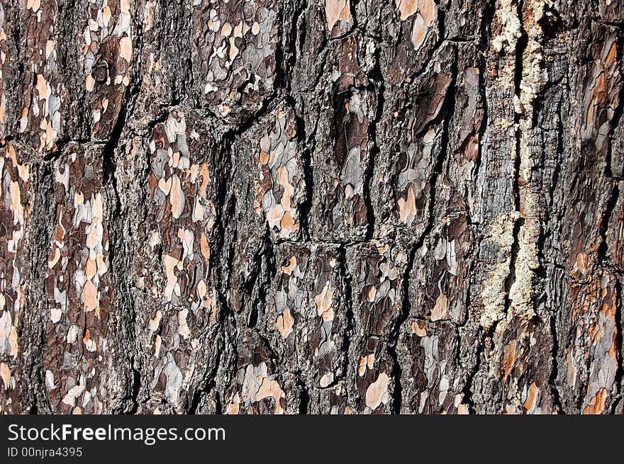 Pine bark