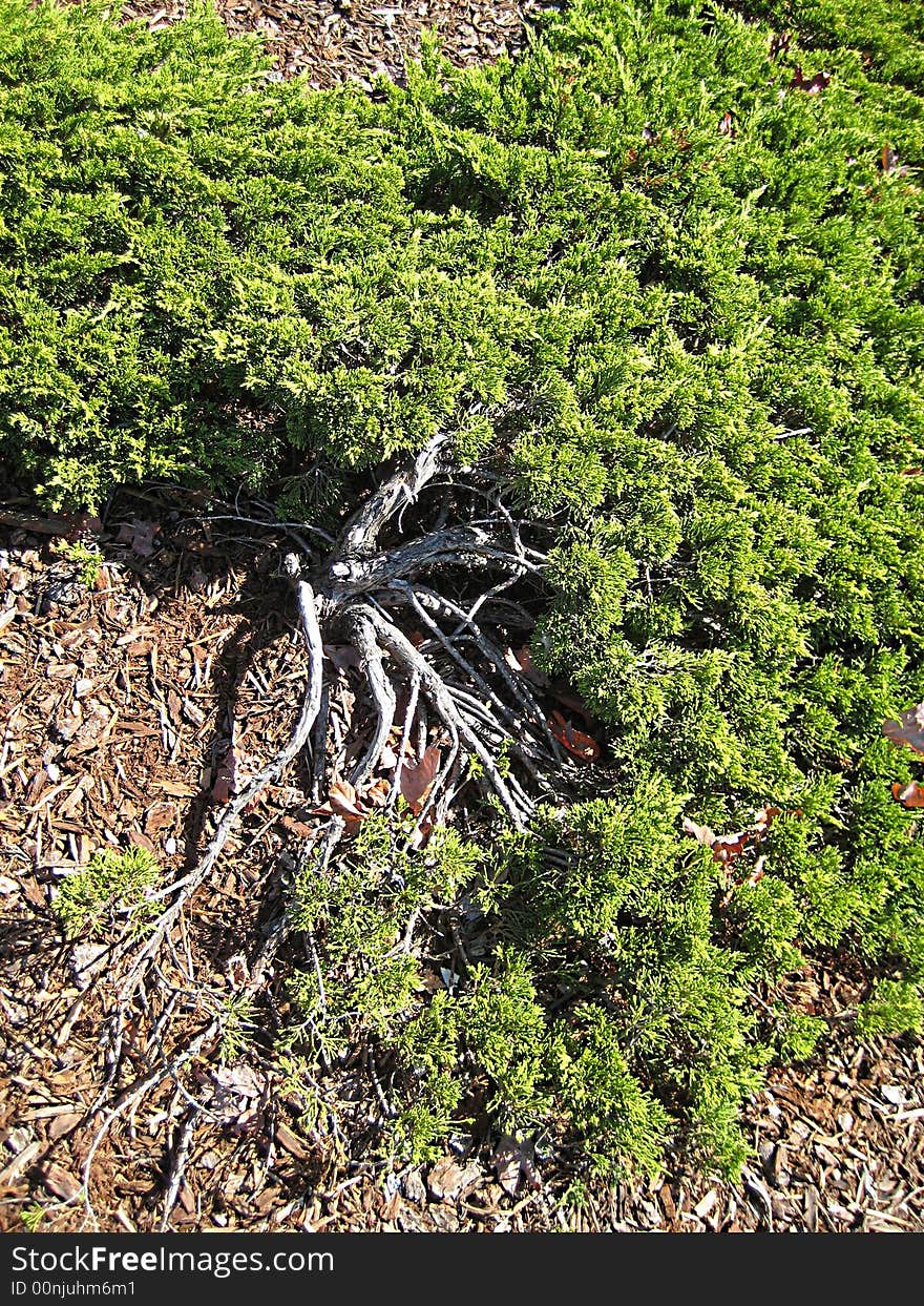 Parking Lot Shrub ...