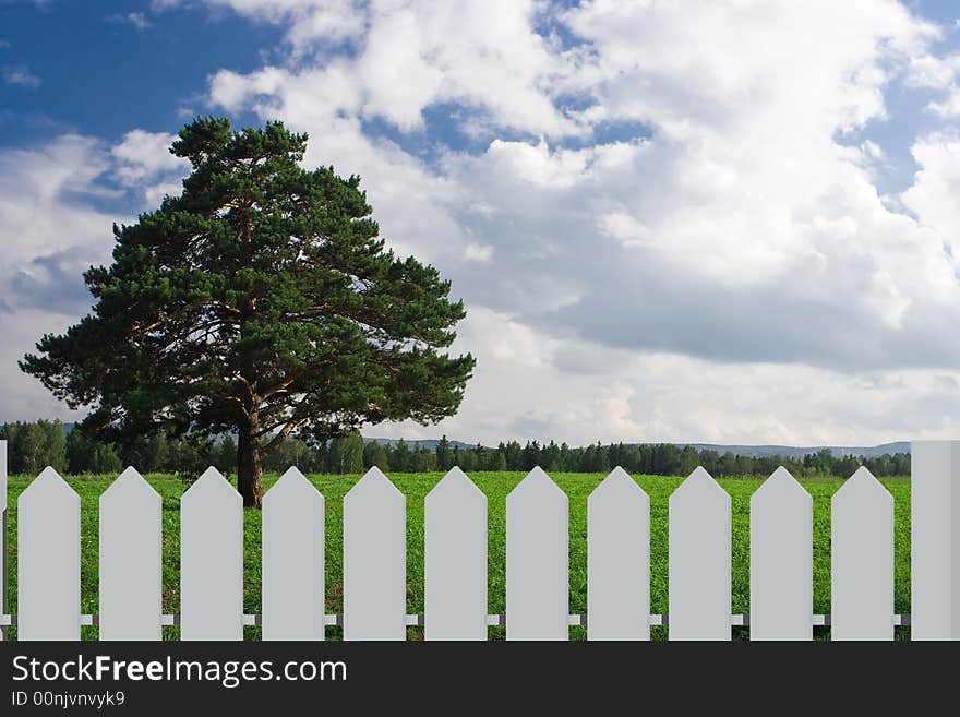 Landscape  tree on the field under blue sky