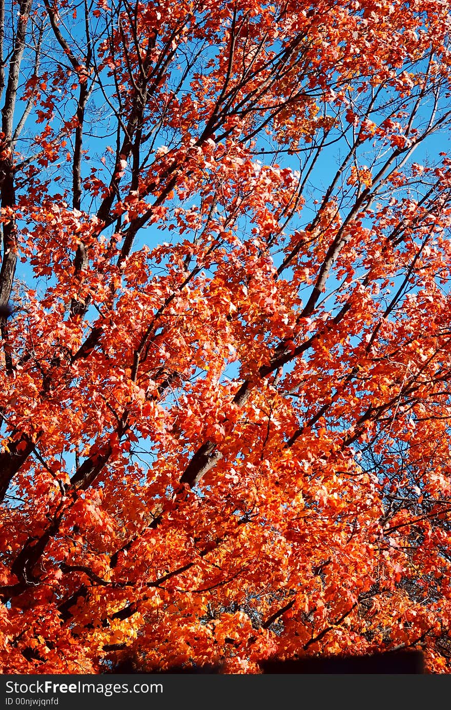 Autumn forest which shines in morning sunlight. Autumn forest which shines in morning sunlight