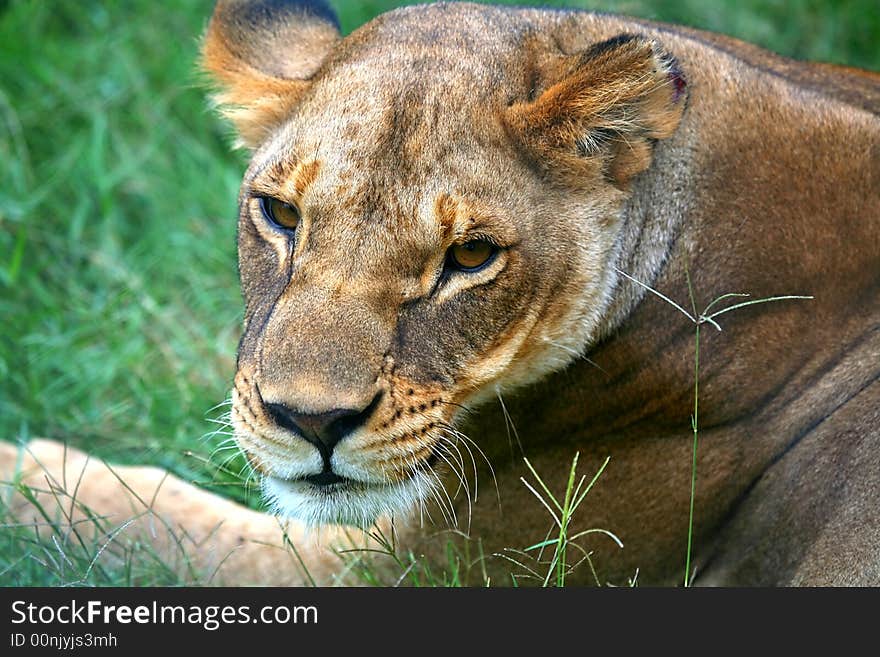 A view of a lion on the maasai mara game reserve in Kenya. A view of a lion on the maasai mara game reserve in Kenya.