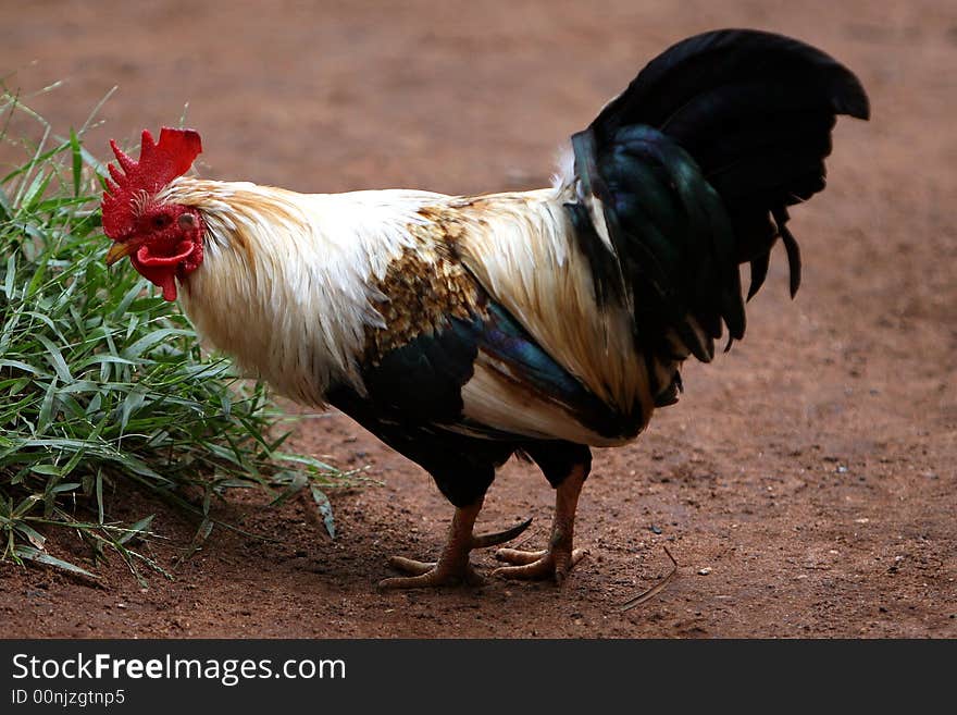 This is the second rooster of this farm, it's still young and always has 3 o 4 hens around. This is the second rooster of this farm, it's still young and always has 3 o 4 hens around