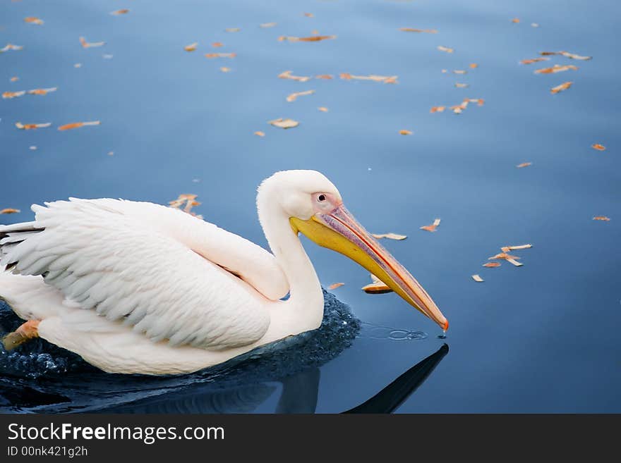 Pelican in blue waters