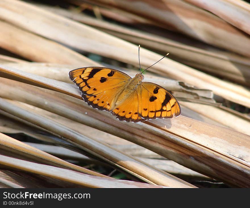 Close-up shot of a beautiful butterfly